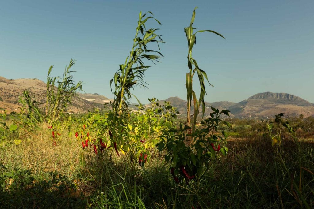 Verein Food Forest Sizilien