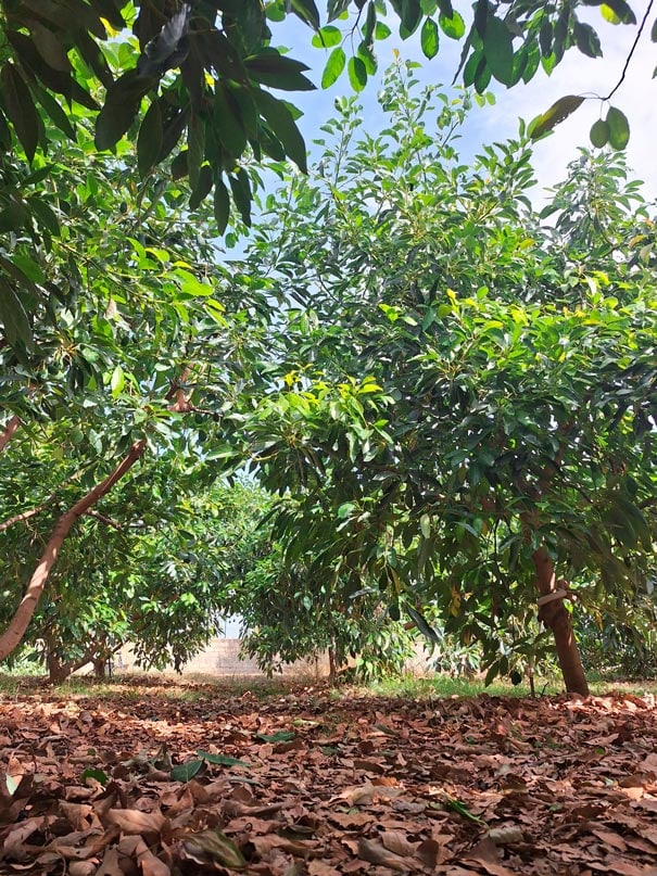 Avocado «Hass» 4kg pro Kiste –<br>Abholung im MANA Zürich – Bild 3