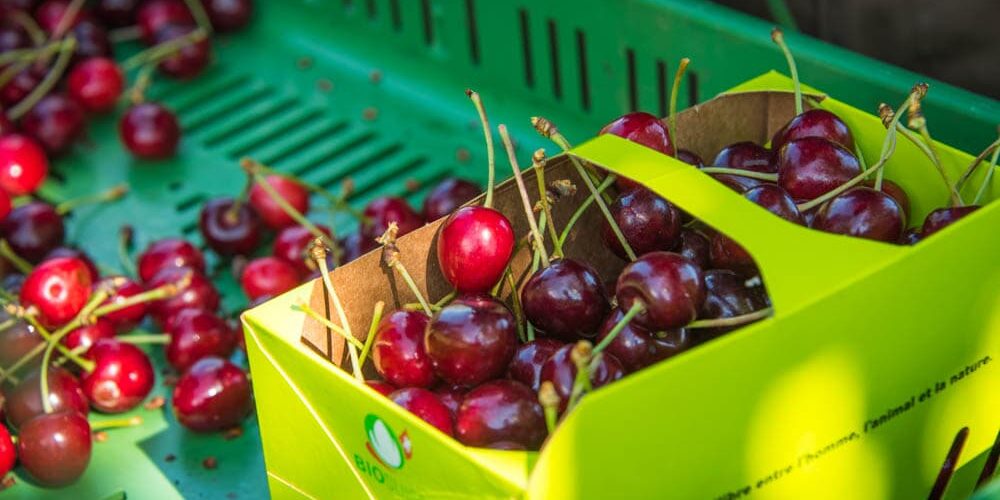 Bio Hochstamm Kirschen Riedackerhof