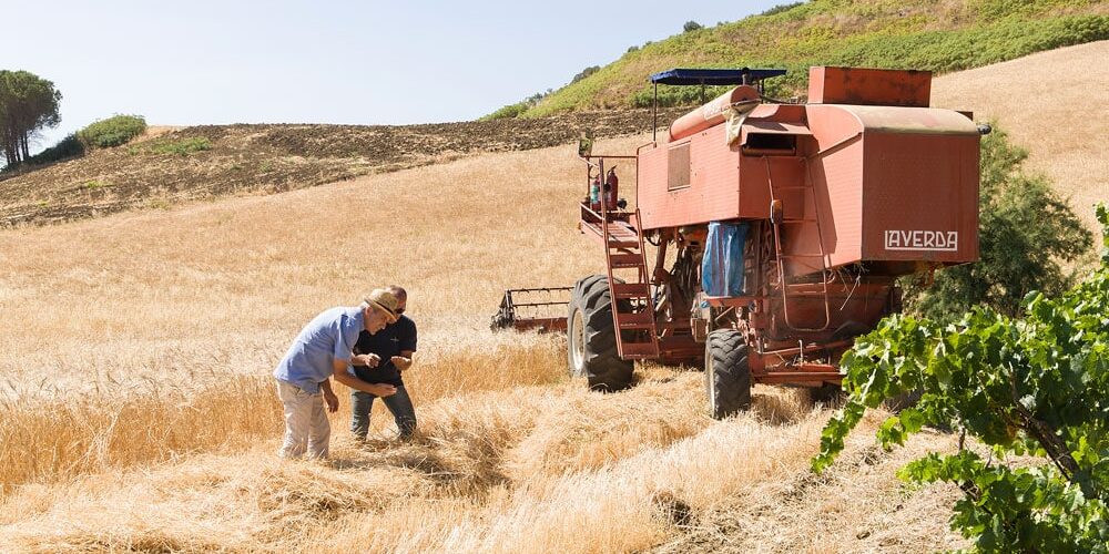 Bio-Getreide-Timilia-Valdibella_Z4V6307