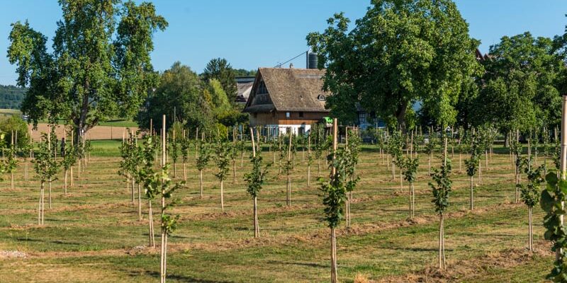 Crowd_Container_Projekt_Haselnuss_Mettmenstetten0014