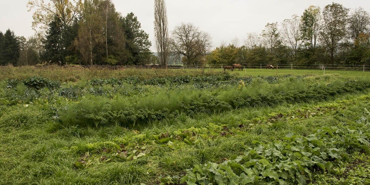 SlowGrow_Moenchaltdorf_Bio_Betrieb_0005