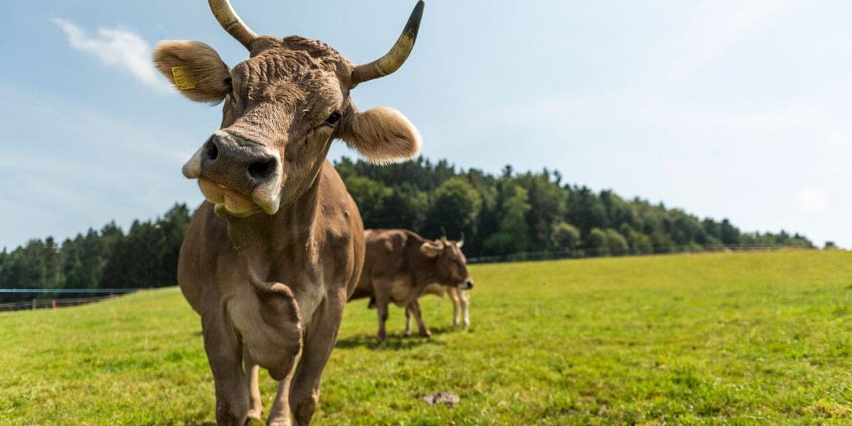 kuh kreislauf landwirtschaft