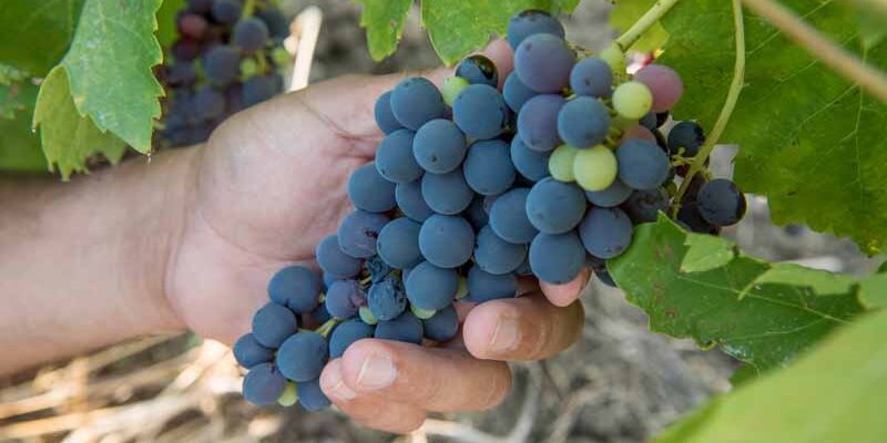 nero_davola_weinbau_valdibella-2